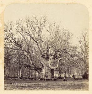 Old Pollard Oak at Forest Gate